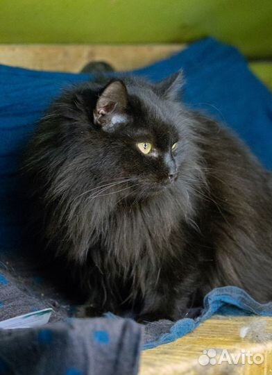 Черная красотка