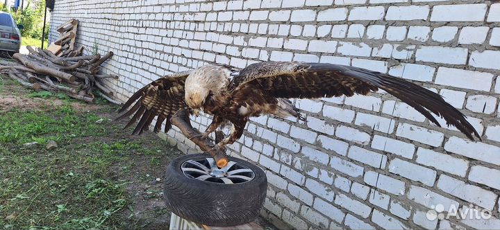 Чучело птицы