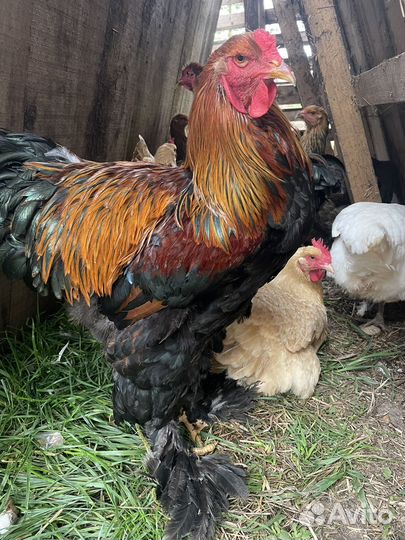 Петух Брама куропатчатая