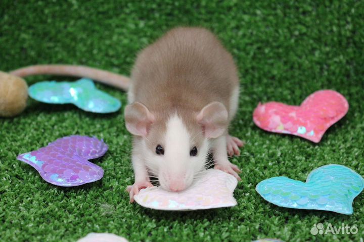 Крысята крыса дамбо рекс питомник