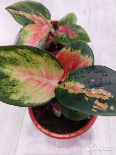 Аглаонема, кротон тамара, Строманта, папоротник