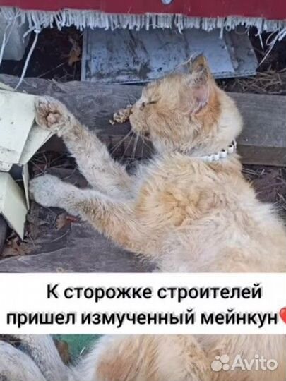 Кот мейн-кун в добрые руки