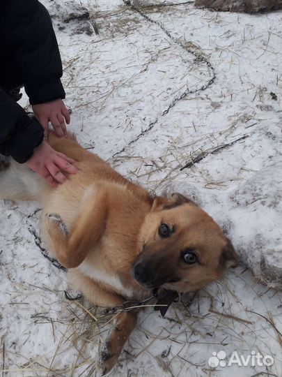 Помесь Карело–финской лайки