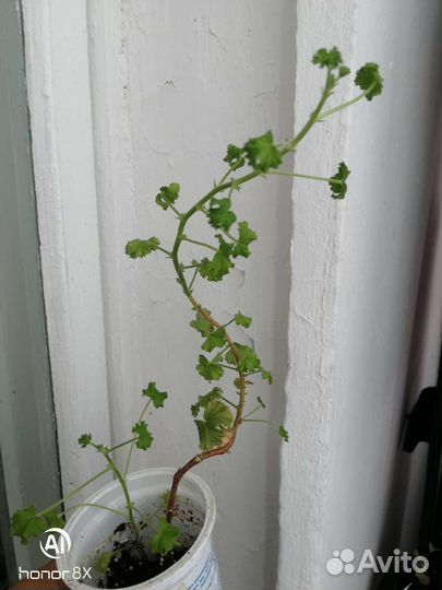 Пеларгония герань