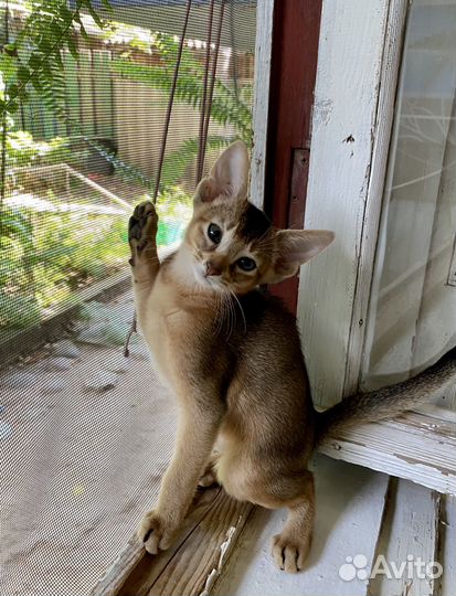 Абиссинские котята