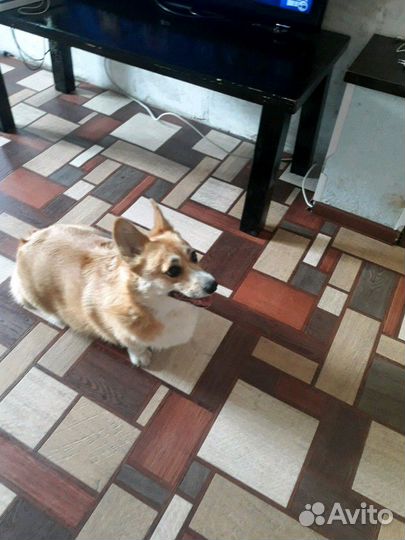 Гостиница для животных