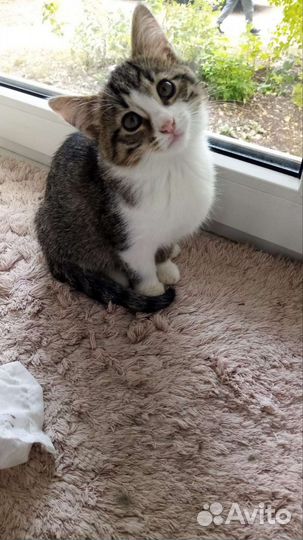 Котенок Кузя мальчик