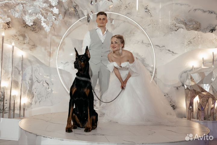 Доберман для фотосессии