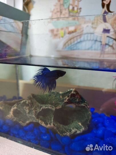 Аквариум для петушка с аксессуарами