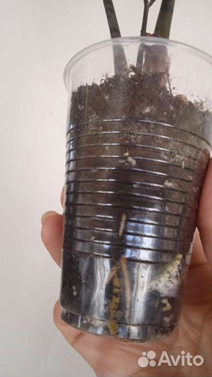 Замиокулькас