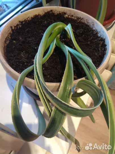 Агава пестролистная