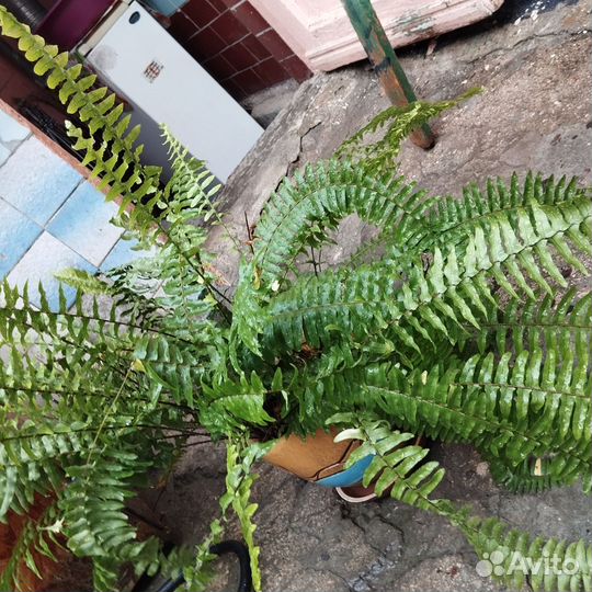Папоротник комнатный большой