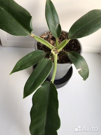 Филодендрон Биркин,Миканс,Бразил,фикус,эуфорбич