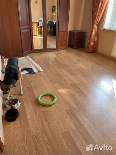 Передержка собак в домашних условиях