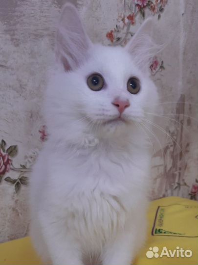 Курилочка Шанель