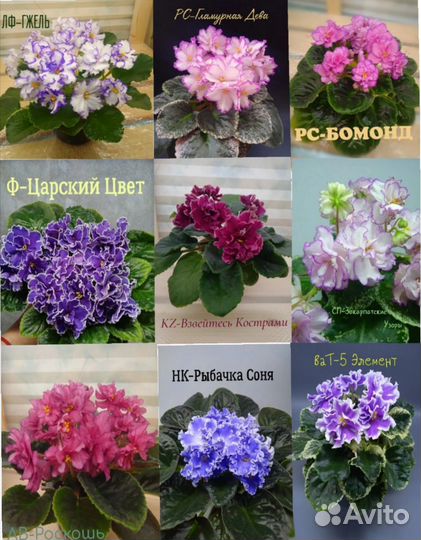 Листики фиалок