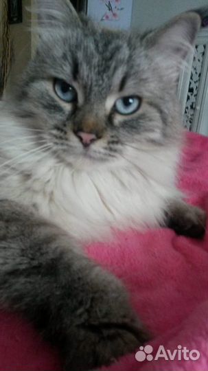 Котик Айс в поисках семьи