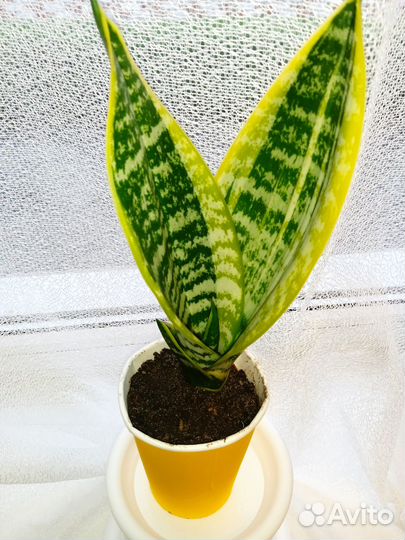 Сансевиерия трехполосная, средняя высота