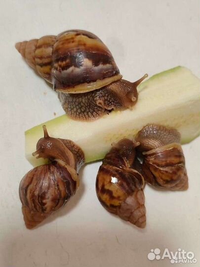 Африканские улитки ахатина