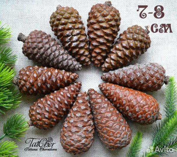 Большие закрытые шишки крымской сосны