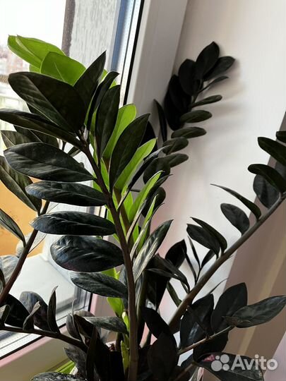 Замиокулькас чёрный raven с корнем и клубнем