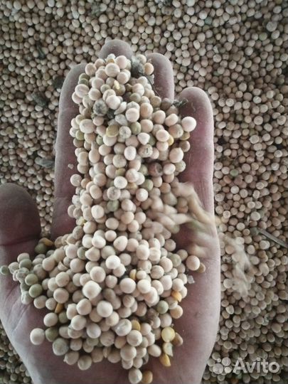 Продам горох