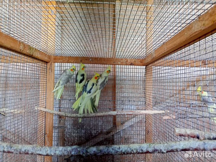 Попугаи кореллы (птенцы)