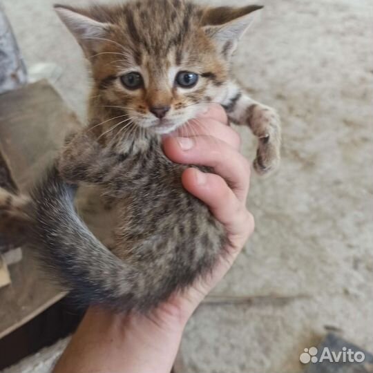 Отдам в добрые руки маленьких котят