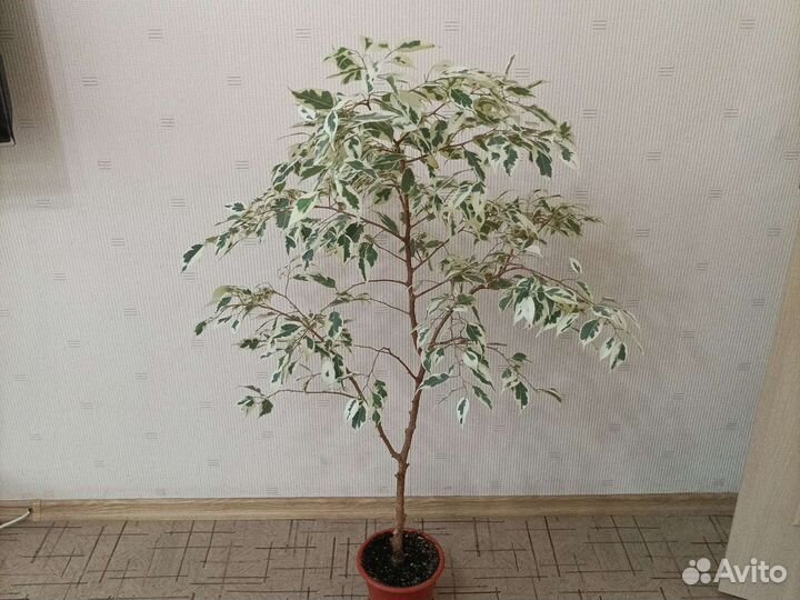 Фикусы Бенджамина