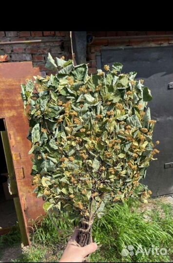 Веники для бани