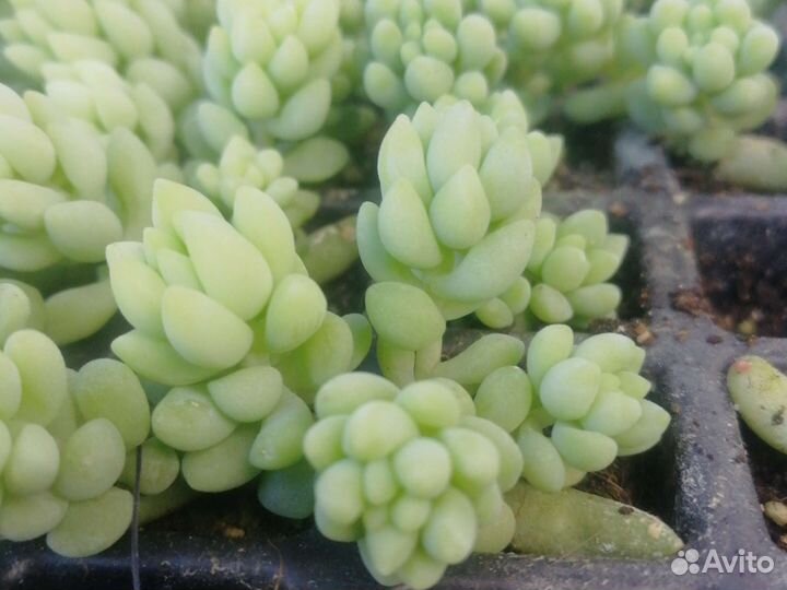 Седум моргана