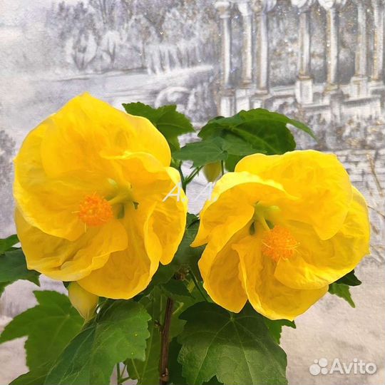 Абутилон шафран ярко-желтый