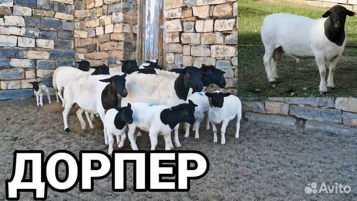 Бараны дорпер