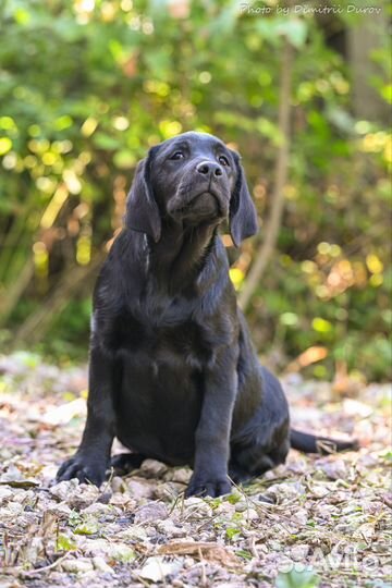 Щенки лабрадора