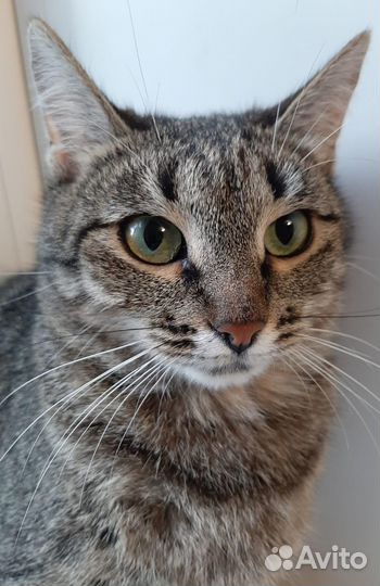 Зеленоглазка прикольного ежового окраса в дар