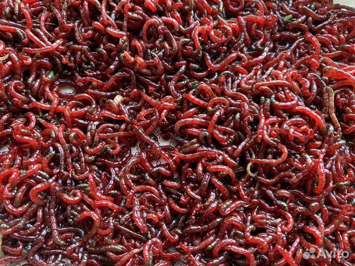 Мотыль живой