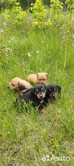 Щенки кроличьей таксы