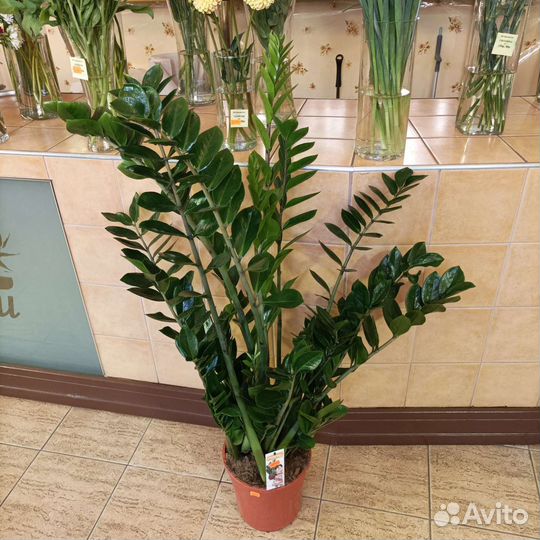 Замиокулькас h150 см