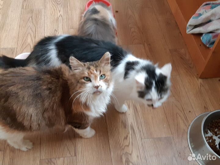 Кошечки из приюта ищут дом