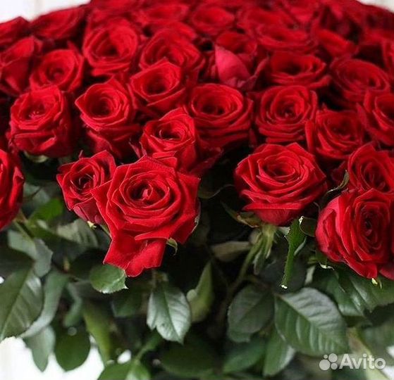 Высокие Розы с Доставкой
