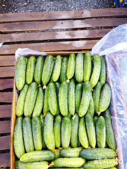 Огурцы феникс