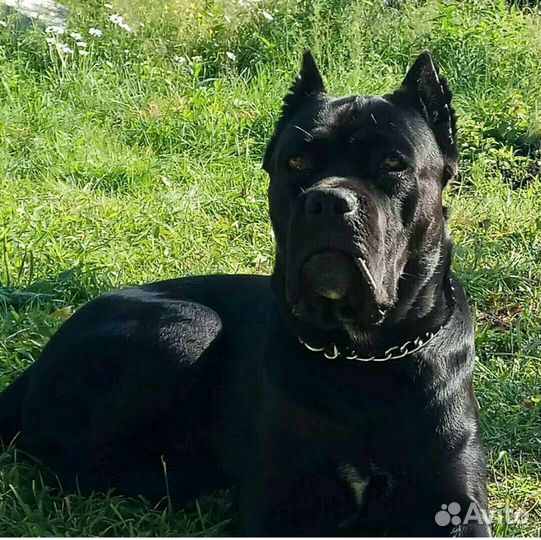 Вязка Кане-корсо