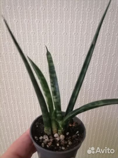 Суккуленты