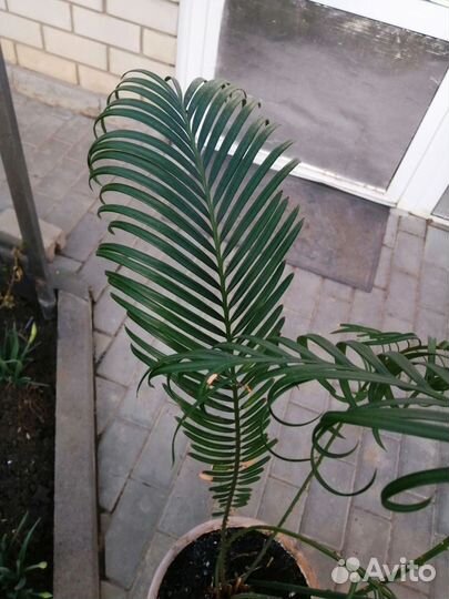 Продам саговую пальму (цикас революта)
