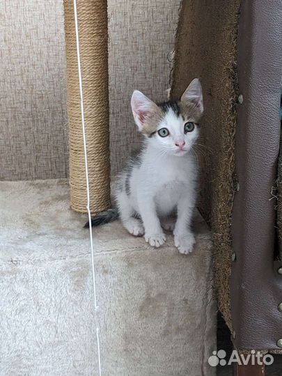 Котенок в добрые руки