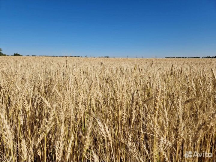 Рожь, ячмень, пшеница