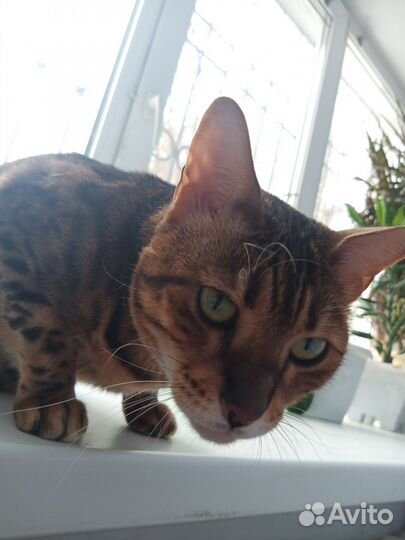 Бенгальская кошка в добрые руки