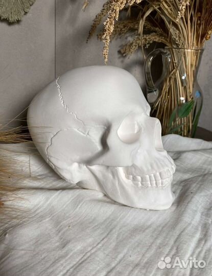 Гипсовый череп