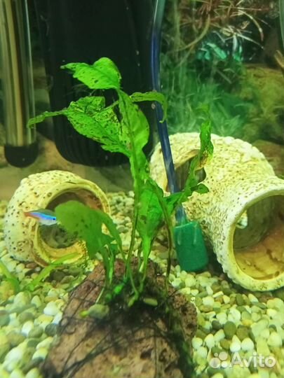 Растения, обмен