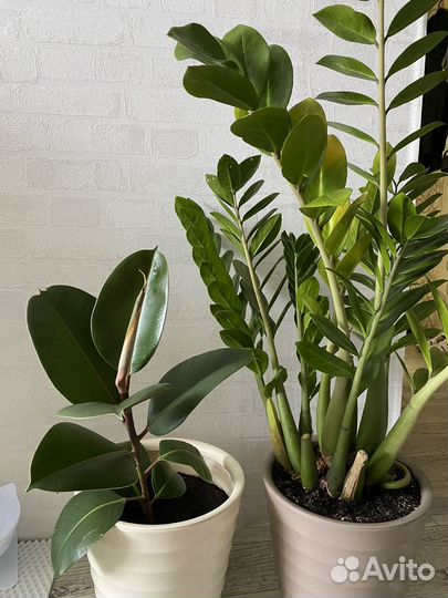 Замиокулькас